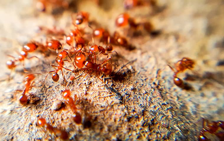 a colony of fire ants swarming an anthill outside in houston texas