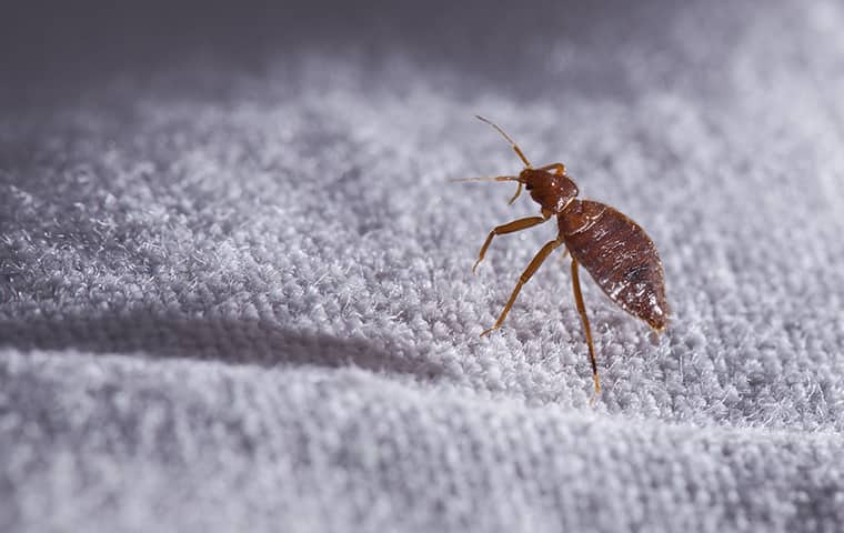 a bed bug crawling on fabric inside of a home in dallas texas