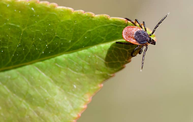 a deer tick on a leaf outside of a home in houston texas
