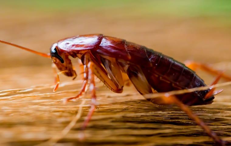 an american cockroach crawling across a butcher block inside of a dallas texas kitchen