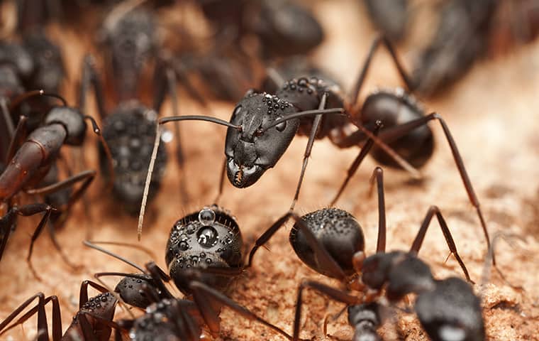 Ants Quickly Invade Homes And Burrow Through Wood carpenter ants gathering on wood in kingwood texas