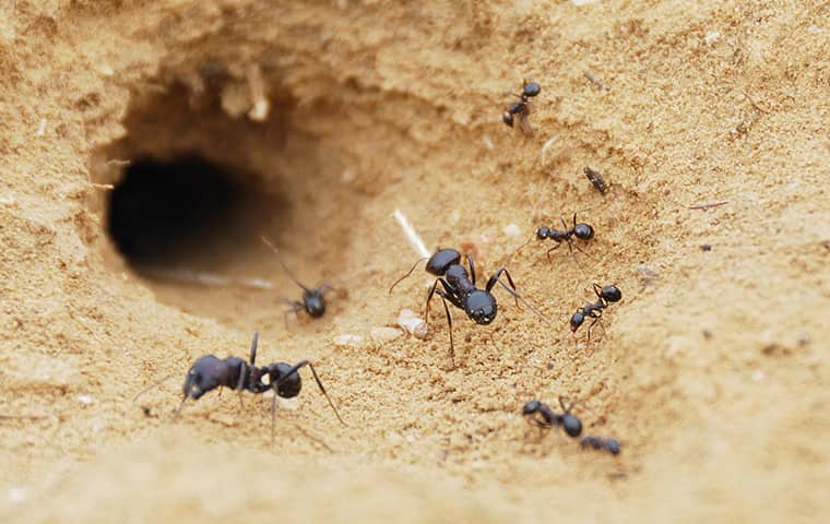 ants near a small hole in the dirt in dallas texas