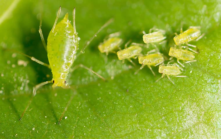 an aphid and nymphs on a leaf in fort worth texas