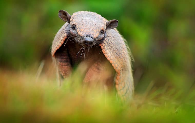 Armadillos Are A Common Pest In Texas an armadillo in the grass outside in dallas texas