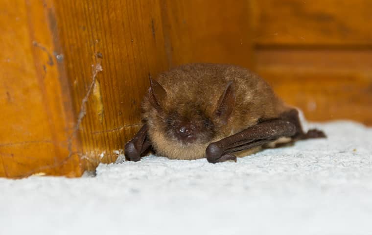 a little brown bat inside of a residential attic in texas