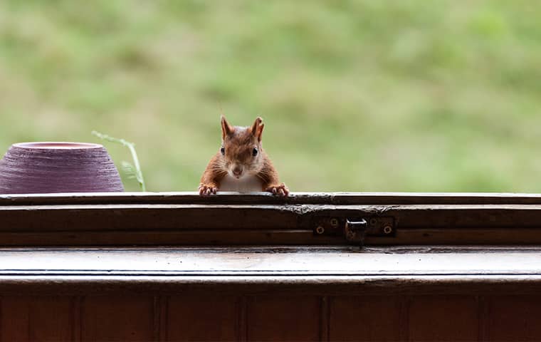 a squirrel poking his head up from a window in a fort worth texas home