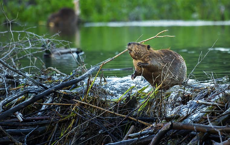 A Pair Of Beavers Can Build A Dam In Days a beaver near water in missouri city texas