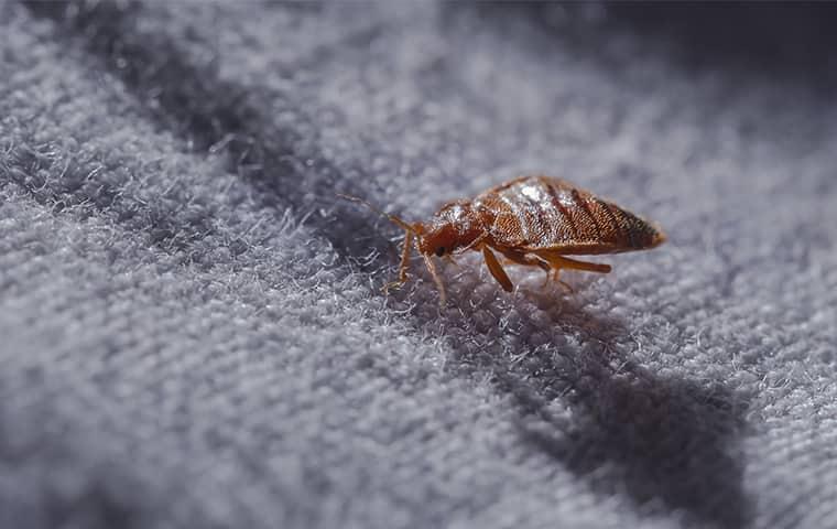 a small bed bug crawling through the linen sheets if a texas bedroom during the darkness of the night