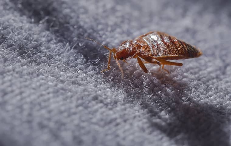 a bed bug crawling on fabric inside of a fresno texas home