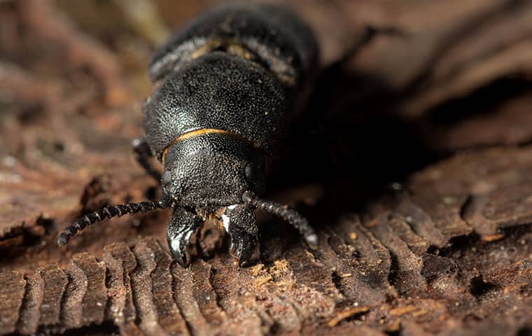 Bark Beetles Bore Inside Of Trees And Lay Eggs a bark beetle crawling on the ground in brookshire texas