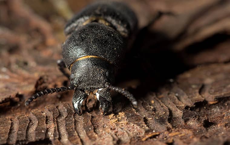 a bark beetle crawling on the ground in brookshire texas