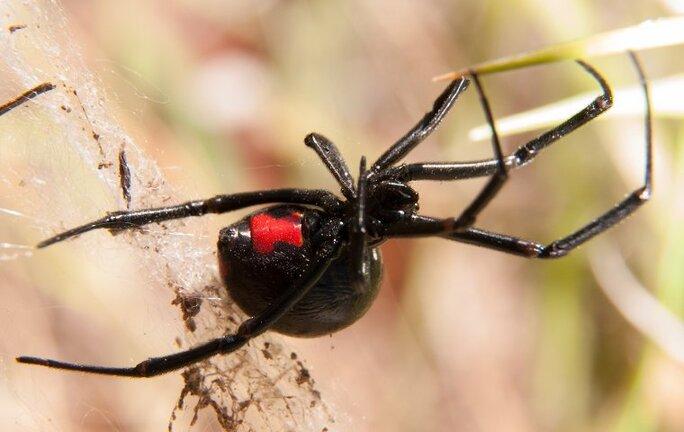 a black widow spider hanging in a web