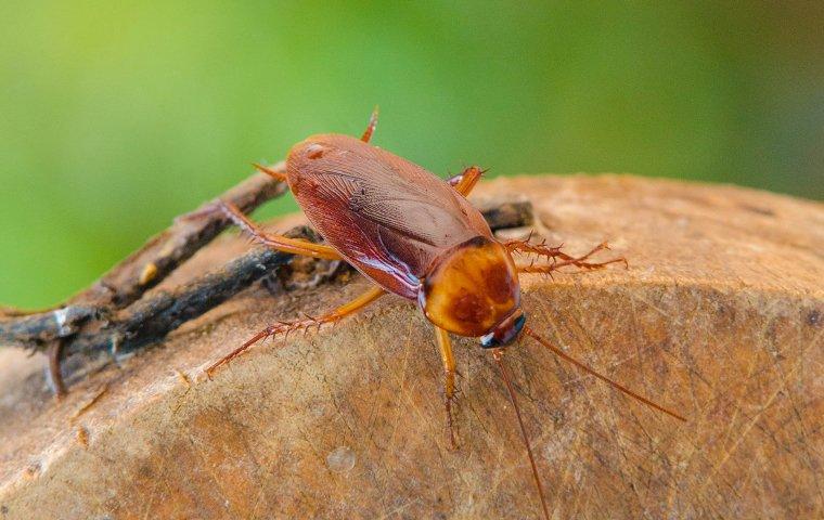 a cockroach crawling outside of a kitchen window