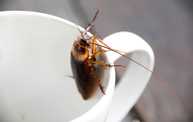 a cockroach in a teacup inside of a home in fort worth texas
