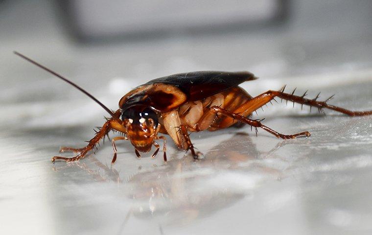 a cockroach on white surface