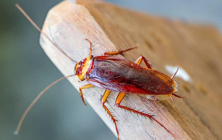 Cockroach On Wood In Fort Worth Tx.v2 