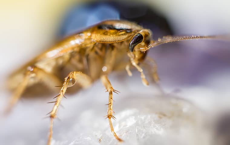 a german cockroach crawling inside of a dallas texas home