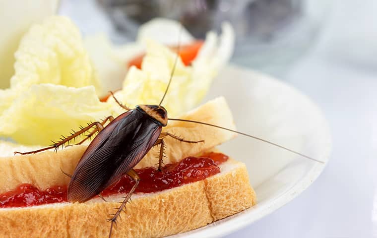 a cockroach crawling on a sandwich inside of a home in fort worth texas