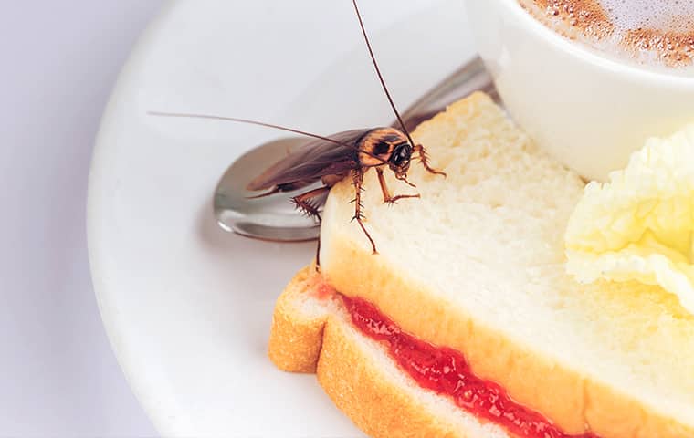 a cockroach on a plate of food inside of a home in dallas texas