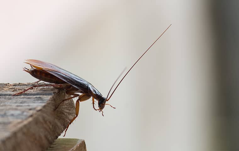 a cockroach on a table inside of a houston texas home
