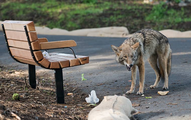 a coyote snarling in a texas park