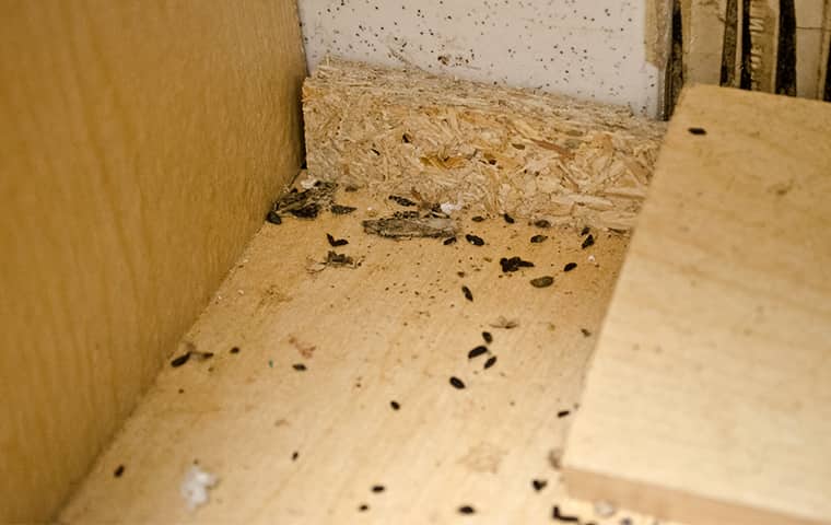 Rats Spread Large Amounts Of Bacteria In Homes rodent droppings inside of a dallas texas home
