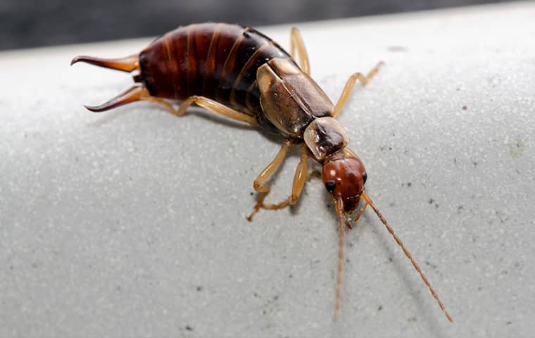 an earwig crawling on a surface inside of a home in dallas texas