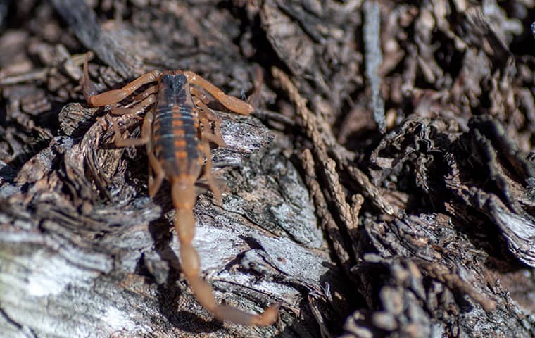 a striped bark scorpion crawling on the ground outside of a home in dallas texas