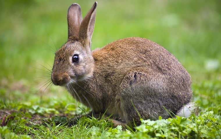 Rabbit Families Leave Surprising Amounts Of Waste a rabbit outside in the park cities texas
