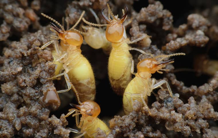 formosan termites crawling in galveston texas