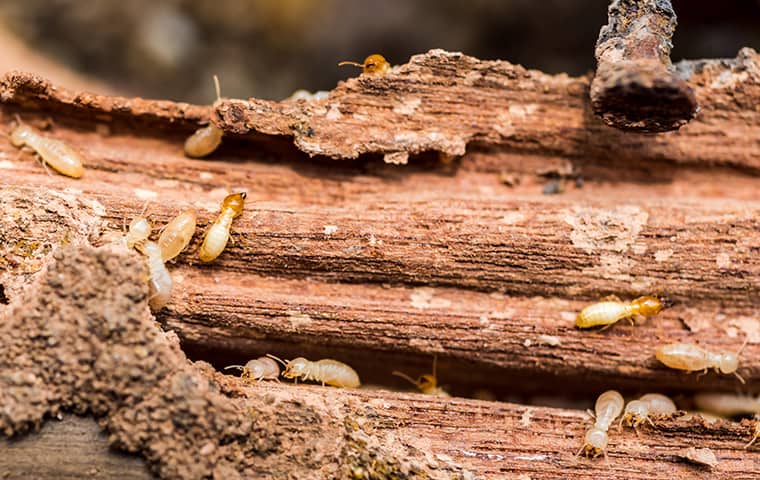 termites on wood inside of a home in fort worth texas