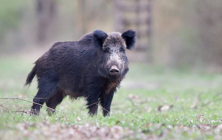 a wild hog outside of a home in rosenberg texas