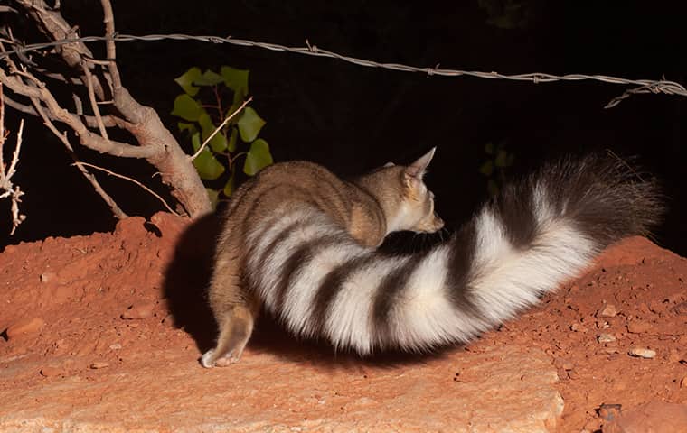 Ringtail Cats Find Many Points Of Entry In Homes a ringtail cat viewed from behind in plano texas
