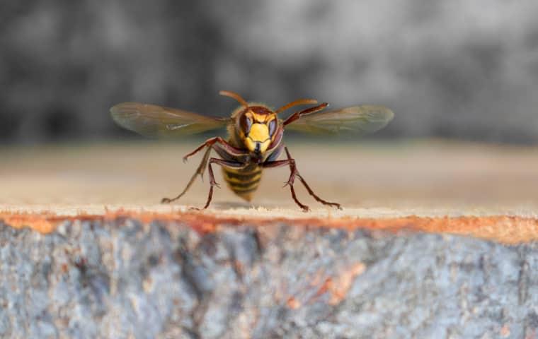 a hornet on cement wall