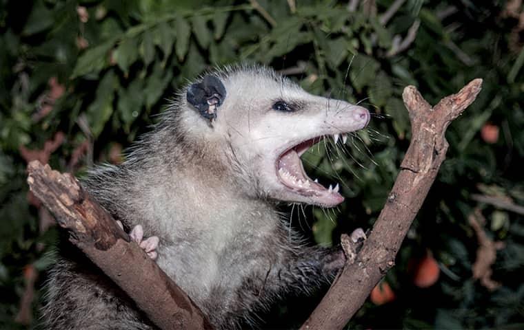 angry possum