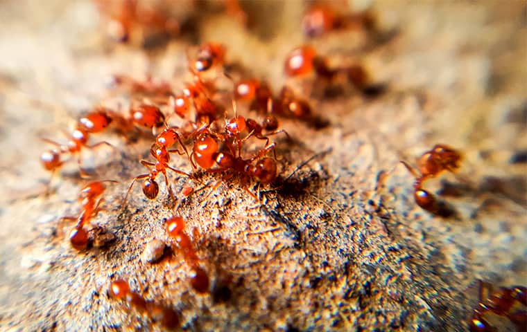 Blog - Identifying Common Ants And Their Mounds