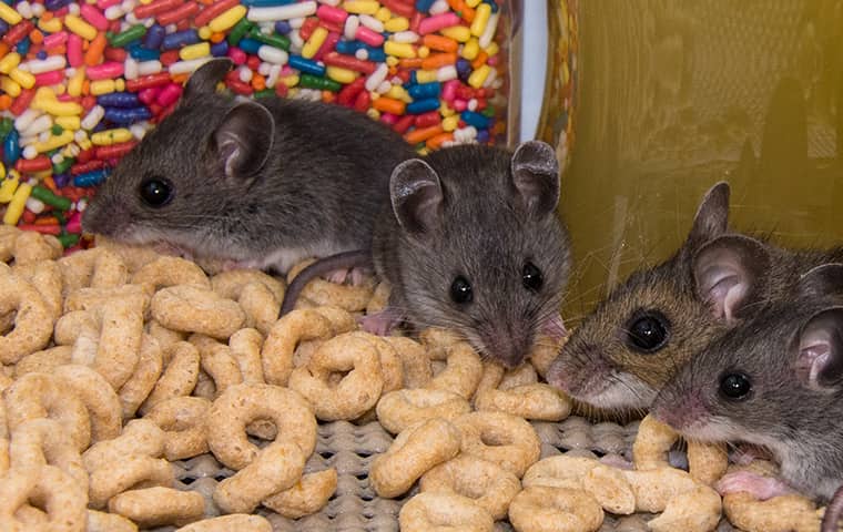 a family of mice eating cheerios in a fort worth texas residential pantry