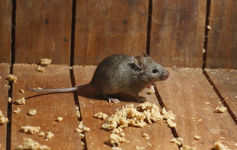 a mouse crawling on the floor of a home in coppell texas