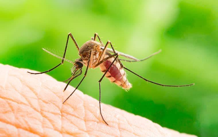 a mosquito biting human skin in a dallas yard