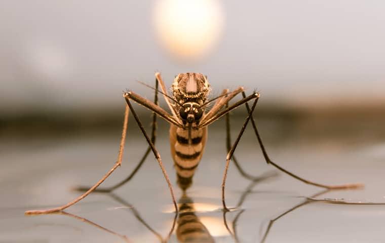 a gold and black colored mosquito sitting on its reflection as it rests on still water in a texas yard