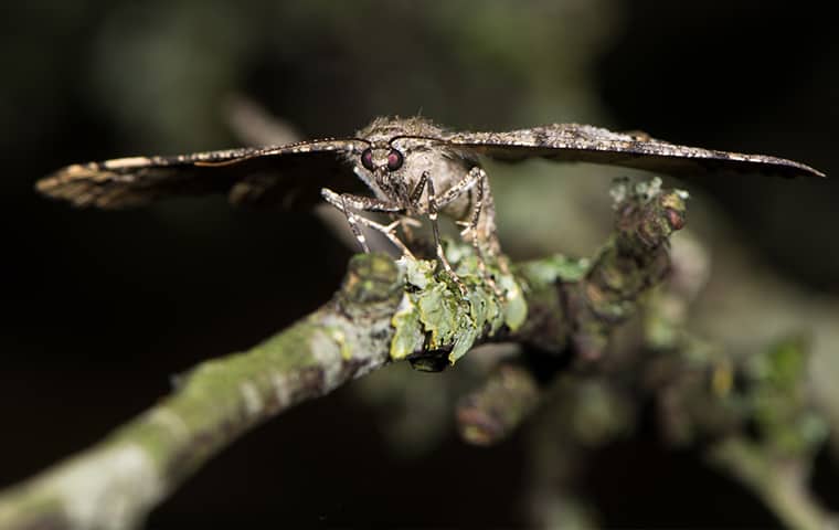 Moths Seek Out Dark Locations To Breed a moth perched on a twig outside in houston texas