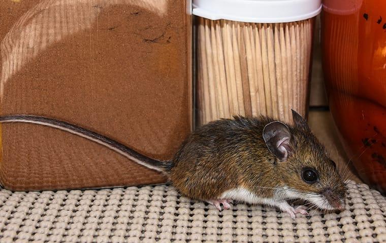 Learn The Most Effective Way To Remove and Repel Mice a house mouse scurrying accross a kitchen cupboard looking for food to store up for winter inside of a cypress texas home