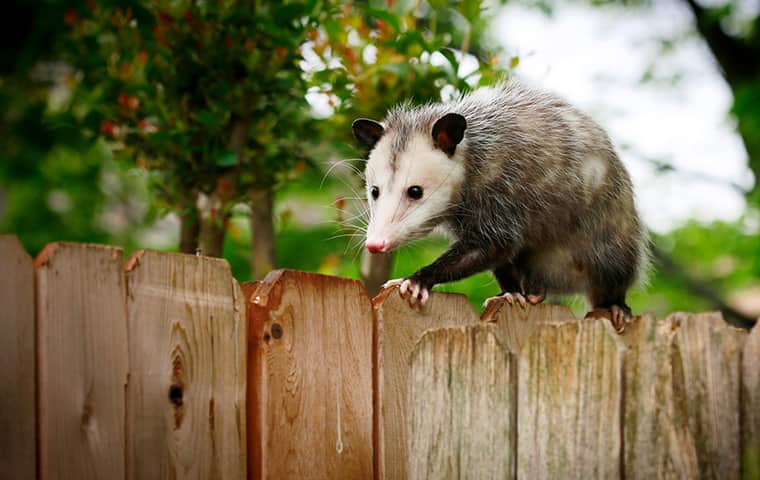 Opossums Will Play Dead When Threatened Or Harmed an opossum walking along a fence in a houston texas residential backyard