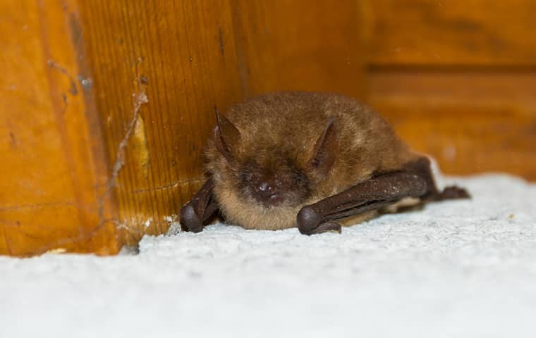 a little brown bat lying on the floor of a home in fort worth texas