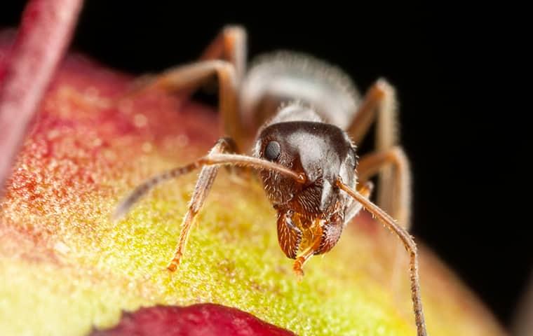 a pharaoh ant on an apple