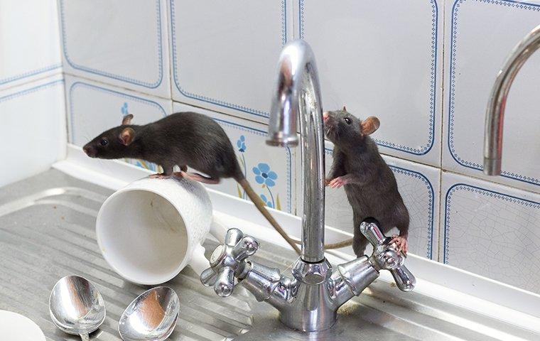 a group of rats crawling around a sink