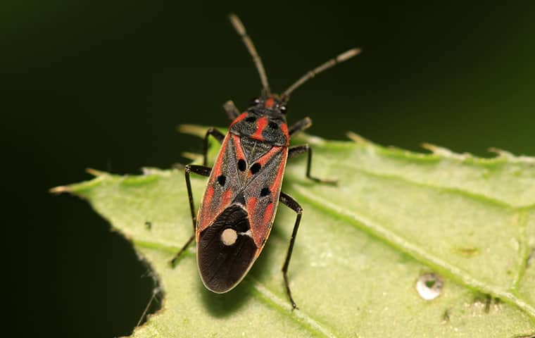 a chinch bug on a leaf outside in fort worth texas