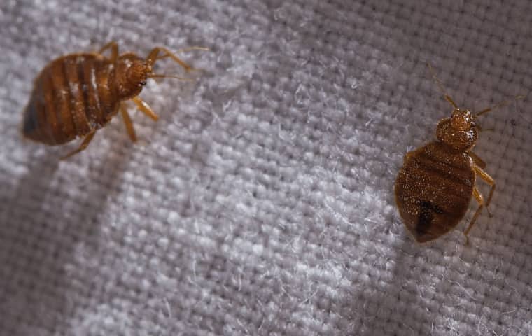two bed bugs inside of a hotel in dallas texas