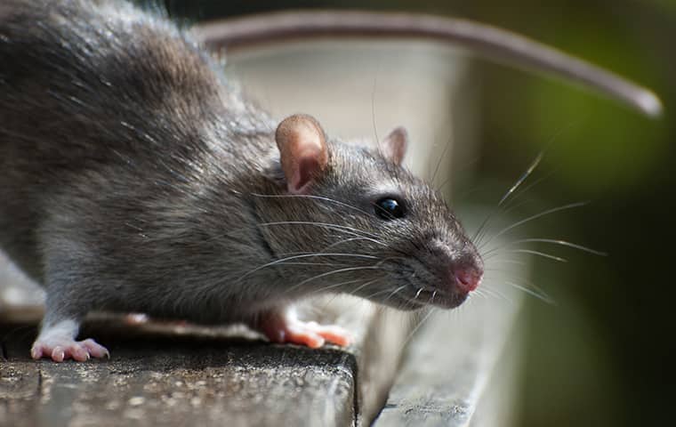 Tag Rodent Control
