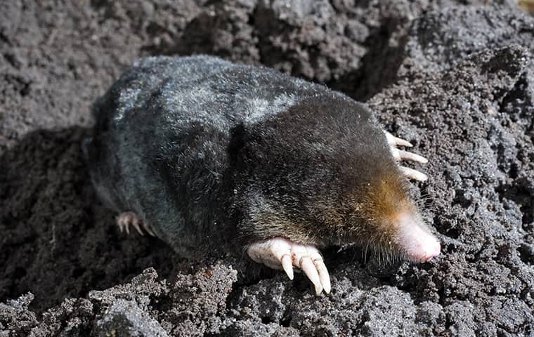 Moles Burrow Underground And Destroy Gardens a mole crawling on the ground outside in carrollton texas
